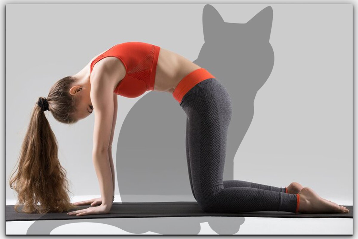 What are the names of few well known animal poses in yoga? | by Yuvaap  FindYourY | Medium