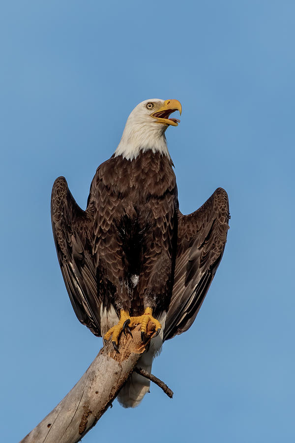 eagle pose – Almarji' Publications