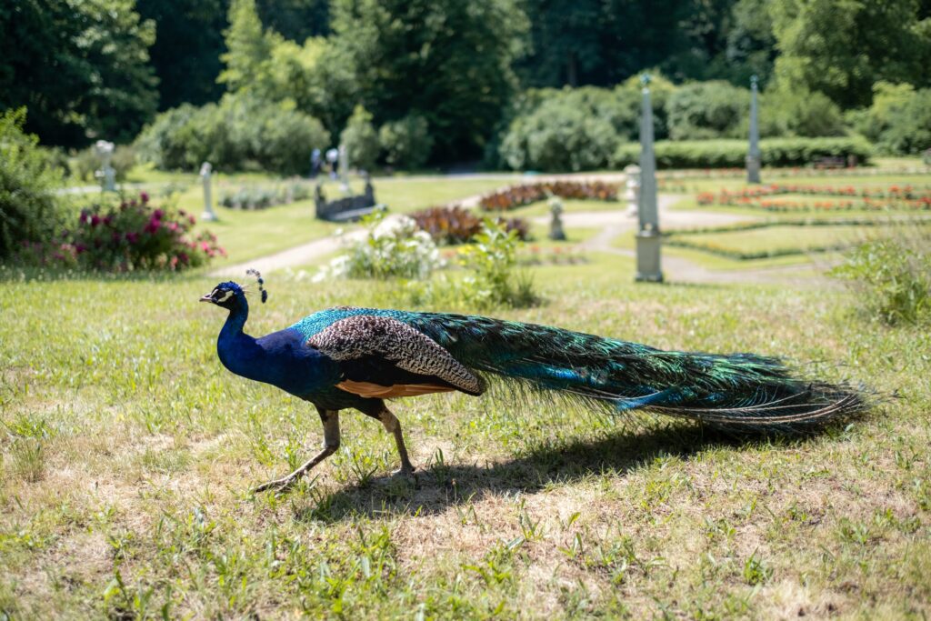 Top 5 Health Benefits of Feathered Peacock Pose(Pincha Mayurasana) -  Rishikul Yogshala Blog