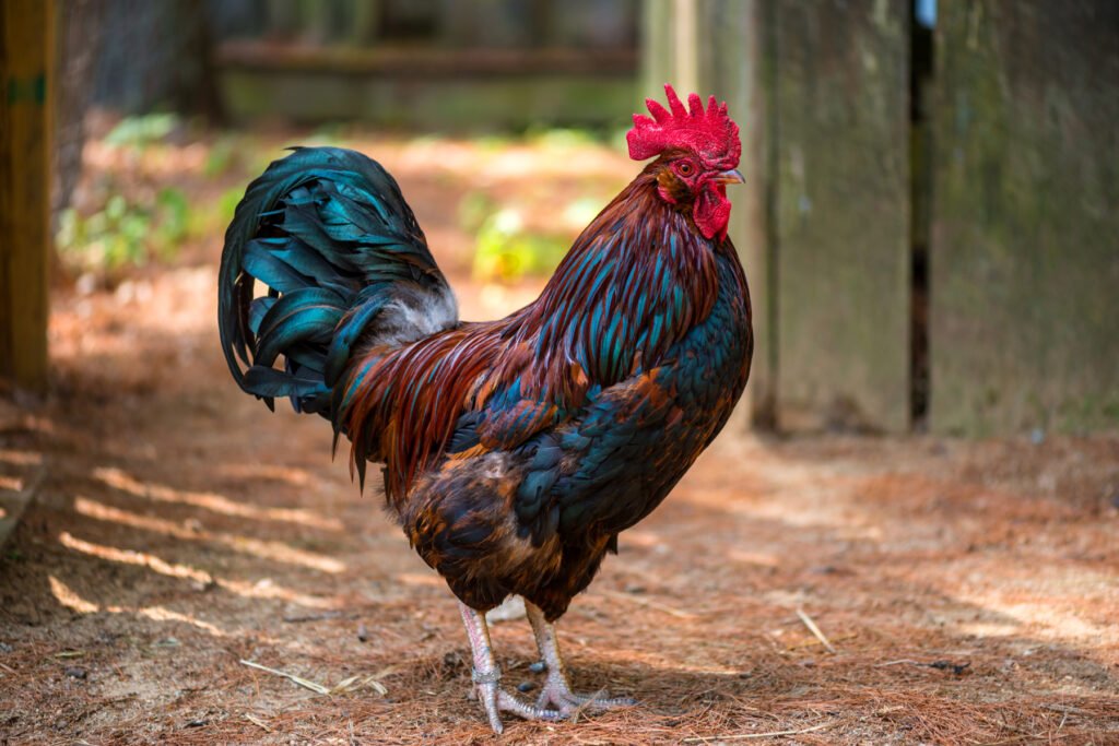 Tai Chi: Golden Rooster Stands on One Leg | Mind-Body Therapy Education