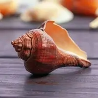 Conch Shell Instrument for Sound Healing